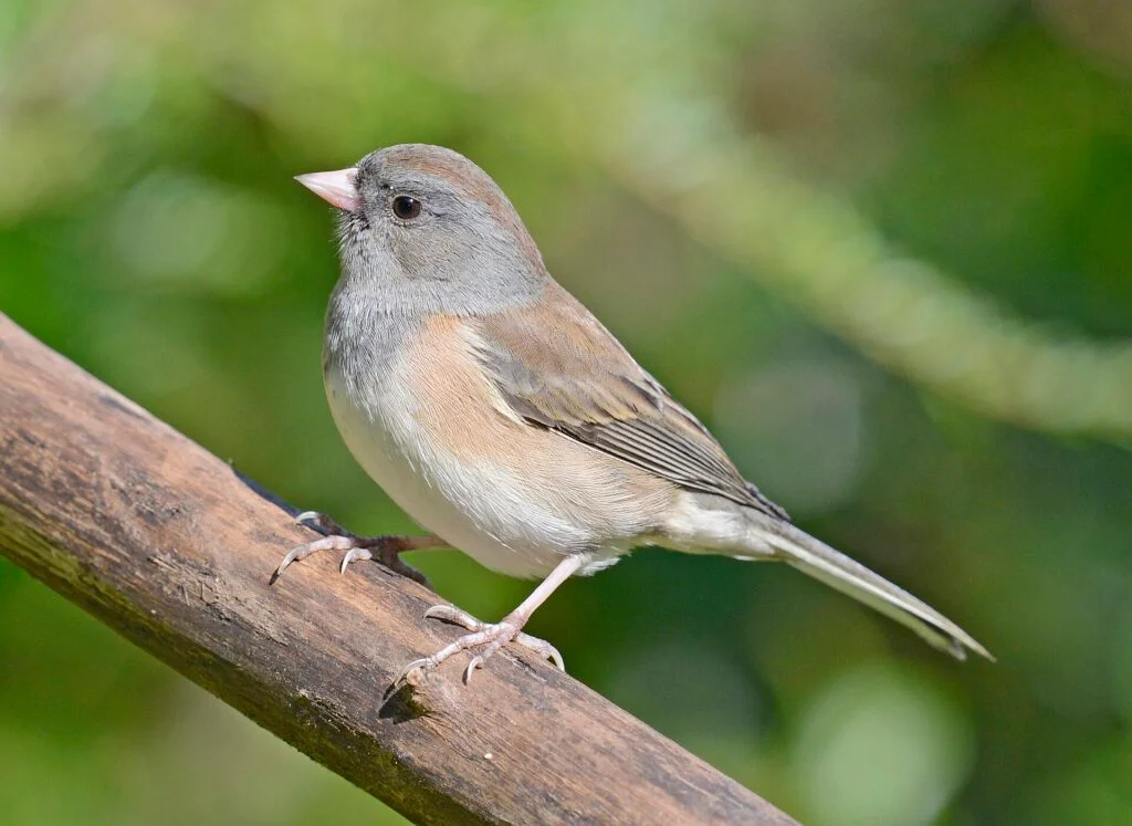 Common Backyard Birds of Illinois