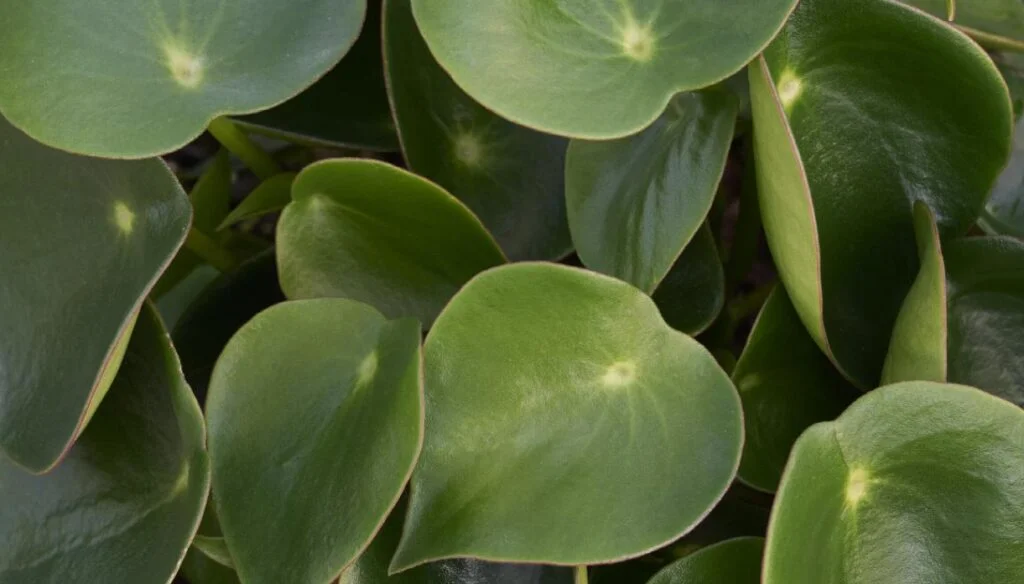 Raindrop Peperomia